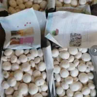 قارچ درجه یک صادراتی|خوردنی و آشامیدنی|کرج, چمن|دیوار
