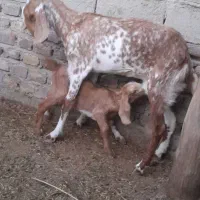 بزغاله