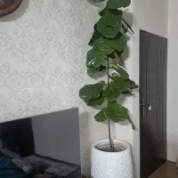 گل فیکوس