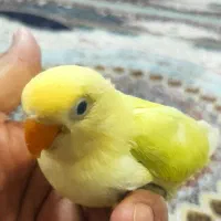 سرلاکی طوطی برزیلی نژاد پاربلو|پرنده|سوسنگرد, |دیوار