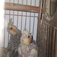 جوجه عروس هلندی|پرنده|بندرعباس, |دیوار