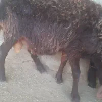 برنر