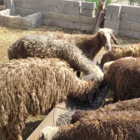 گوسفند و بره