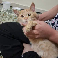 واگذاری گربه