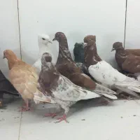 جوجه رنگی