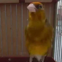 سهره قناری سرخ