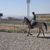 اسب نریون اصل ترکمن