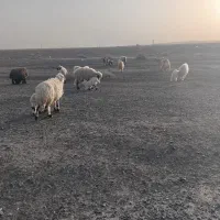 گوسفند|حیوانات مزرعه|خوسف, |دیوار