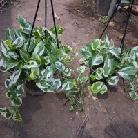 گل در گلکده نازنین|گل و گیاه طبیعی|رودسر, |دیوار