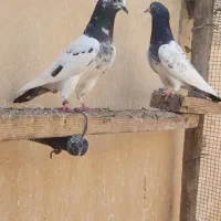 تیدی پاکستانی|پرنده|بندر ماهشهر, |دیوار