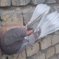 کفتر پرشی|پرنده|قم, باغ شازده|دیوار