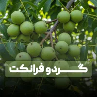 فروش نهال گردو پربار +با ضمانت ۵ ساله