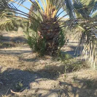 فروشنخلخرما|خدمات باغبانی و درختکاری|مهرستان, |دیوار