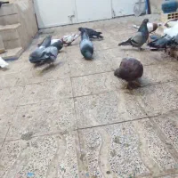 چند جفت کفتر|پرنده|میانه, |دیوار