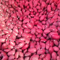 لوبیا قرمز زنجان