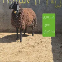 قوچ همو هترو افشار  ژندار