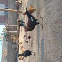مرغ محلی وخروس محلی