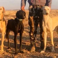 واگذاری ی جفت تازی|سگ|دلیجان, |دیوار