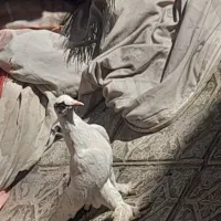 کفتر سبز کلاغ و نارپشت دم سیاه|پرنده|کرمان, |دیوار