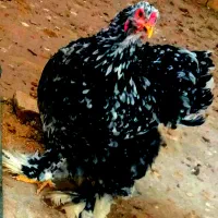 تخم مرغ برهما