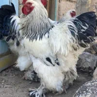 جوجه برهما و مرغ کوهی