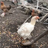 سه عدد مرغ لاری تخمگذار|حیوانات مزرعه|کردکوی, |دیوار