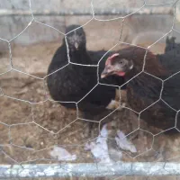 جوجه  ۴ ماهه بزرگ سرحال