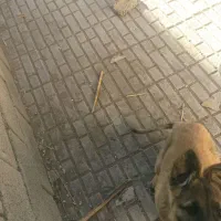 توله ژرمن واگذاری نر|سگ|کرمان, |دیوار