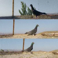 زاغ کرمانی کاکلی نر