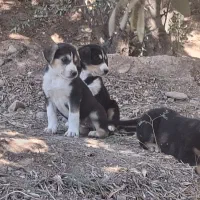 طوله رود فایلر|سگ|لوشان, |دیوار