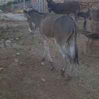 دو عدد الاغ، یکی نر و یکی ماده با کره ای ماده|حیوانات مزرعه|سیروان, |دیوار