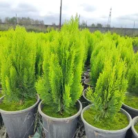 کاج کامیس نوکدار زعفرانی سبز سرطلا سایز4|گل و گیاه طبیعی|رامسر, |دیوار