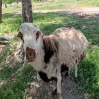 قوچ پلنگی اصل