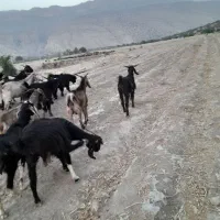 گله بز کوچک داشتی|حیوانات مزرعه|کازرون, |دیوار