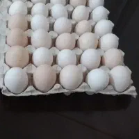 تخم مرغ محلی باکیفیت ودرشت