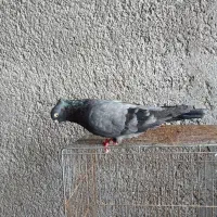 کبوتر سبز ابادانی