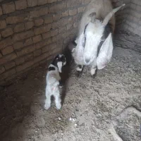 بزه|حیوانات مزرعه|رضویه, |دیوار