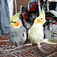 عروس هلندی دستی