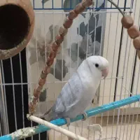 کوتوله برزیلی رنگ طوسی سفید  ماده