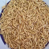 فروش برنج هاشمی