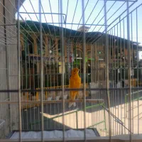 قناری نر پرتغالی بخوان