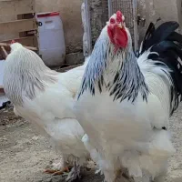 مرغ وخروس برهمالایت گریدA وجوجه برهماوتخم مرغ