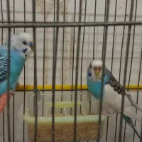 جفت مرغ عشق