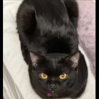 گربه اسکاتیش ساکت و آروم