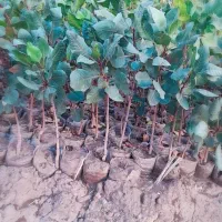 فروش نهال پسته|خدمات باغبانی و درختکاری|سبزوار, جهاد کشاورزی|دیوار