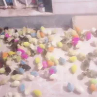 جوجه رنگی جوجه محلی جوجه اوردک وغاز موجود است|حیوانات مزرعه|شیراز, پانصد دستگاه ارتش|دیوار