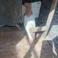 سینه زرد کفتر نر|پرنده|شیراز, تندگویان|دیوار