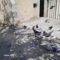 پرنده|پرنده|بدره, |دیوار