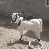 فروش فوری