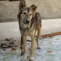 سگ ژرمن|سگ|اهواز, کوی مهدیس|دیوار